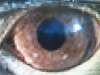 eagle eye on external monitor.JPG