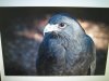 eagle on external monitor .JPG