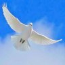 skypeace
