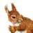 Squirrelgurl