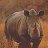 RhinoRT