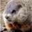 GroundhogDK