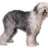 shaggydog