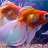 goldenfish