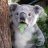 Mr.Koala