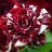 xRedRose