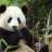 peculiarpanda
