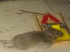 silentmouse.JPG