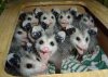 Possum-Babies.jpg