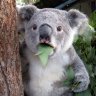 Mr.Koala