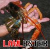lawlbster.jpg