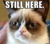 o-GRUMPY-CAT-APOCALYPSE-facebook.jpg