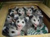 possum-possum.jpg