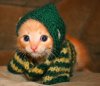 Adorable-lil-Kittens-cute-kittens-9781743-500-431.jpg