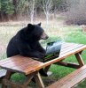 bearonalaptop.jpg