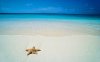 Starfish.jpg
