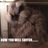 now-you-will-suffer-cat.jpg