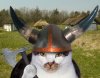 viking-cats.jpg