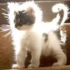 avatar_78_396x396_kitty_of_light.jpg