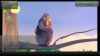 720psilverlight.png