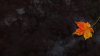 AutumnLeaf1920x1080.jpg