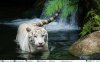 ohnoahungrytiger.jpg