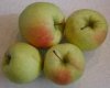 apples.jpg