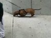 Dog_Sniffing.jpg