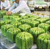square-watermelon.jpg