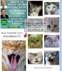 catz.jpg