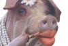 Lipstickpig.jpeg